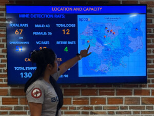 Angkor Wat, Landmines, and the Hero Rats of Cambodia 20 living like im dying hero rats map