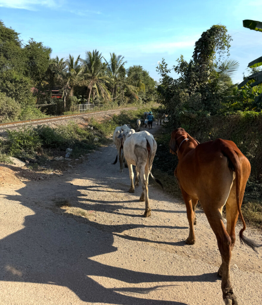 Battambang, Bamboo Train, BBQ Rats, and the Killing Cave 17 living like im dying horse bamboo train battambang