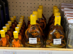 living like im dying scorpian snake whisky siem reap cambodia