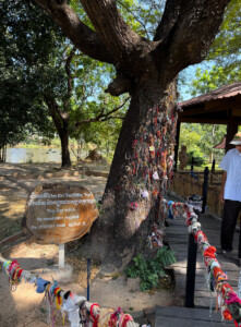 living like im dying child killng tree killing fields