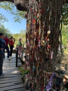 living like im dying killing tree killing fields