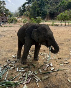 Elephant Ethics, Extinction and the Land of a Million Elephants 17 adorable baby elephant village luang prabang laos