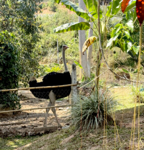 Elephant Ethics, Extinction and the Land of a Million Elephants 12 big bird elephant village luang prabang laos