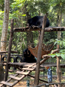 What the Hell Happened in Luang Prabang? 13 cute sun bears kuang si bear rescue luang prabang laos