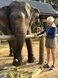 Elephant Ethics, Extinction and the Land of a Million Elephants 11 elephant bamboo elephant village luang prabang laos