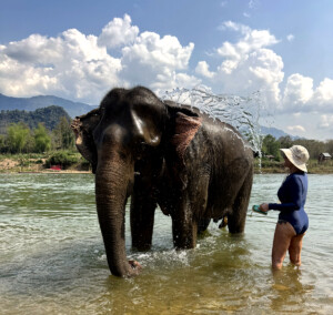 Elephant Ethics, Extinction and the Land of a Million Elephants 4 elephant bathing elephant village luang prabang laos
