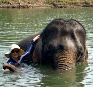 Elephant Ethics, Extinction and the Land of a Million Elephants 20 elephant swim luang prabang laos