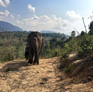Elephant Ethics, Extinction and the Land of a Million Elephants 13 elephant walking elephant village luang prabang laos