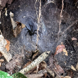 Elephant Ethics, Extinction and the Land of a Million Elephants 18 forest spider elephant village luang prabang laos