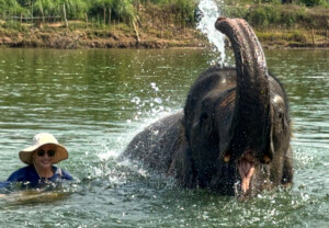 Elephant Ethics, Extinction and the Land of a Million Elephants 16 my buddy elephant village luang prabang laos