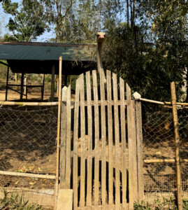 Elephant Ethics, Extinction and the Land of a Million Elephants 19 ostrich elephant village luang prabang laos