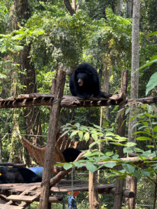 What the Hell Happened in Luang Prabang? 10 sun bear perched platform luang prabang laos