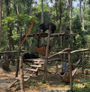 What the Hell Happened in Luang Prabang? 19 sun bears enclosure luang prabang laos