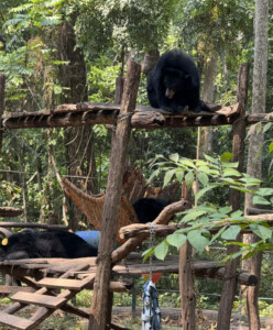 What the Hell Happened in Luang Prabang? 12 sun bears whats up dude kuang si falls luang prabang laos