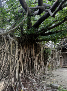 Tianan's Anping Tree House: Putting the Pieces Together 14 anping tree house tainan four