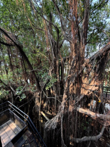 Tianan's Anping Tree House: Putting the Pieces Together 3 anping tree house tainan six