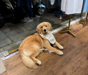 Taipei: Ready or Not I've Arrived 12 pretty golden lab boy taipei shop dog