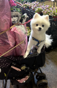 The End of the Living Like I'm Dying Tour 1 cute pompom taipei taiwan